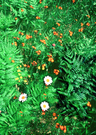 Wisconsin wildflowers